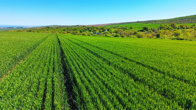 Drone shot of vibrant green grain field rows landscape. High angle perspective of rows in a young green crop field leading to a tree line and chapel.