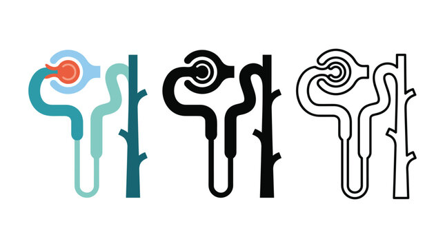 Nephron anatomy diagram icon set showing renal corpuscle tubule and collecting duct system.