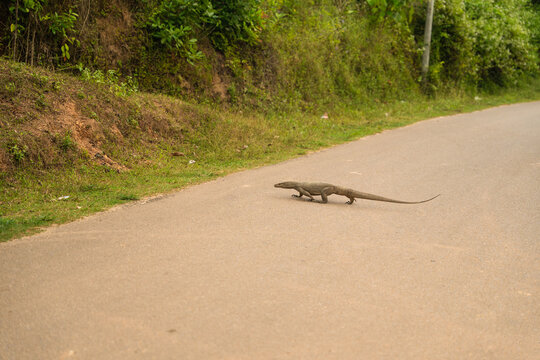 View of a large monitor lizard crossing a paved road surrounded by lush green tropical vegetation and a grassy embankment in Mirissa, Southern Province, Sri Lanka.