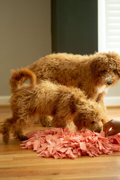 Two puppies sniffing 