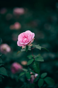 雨の日、花びらの水滴が美しいピンクの薔薇