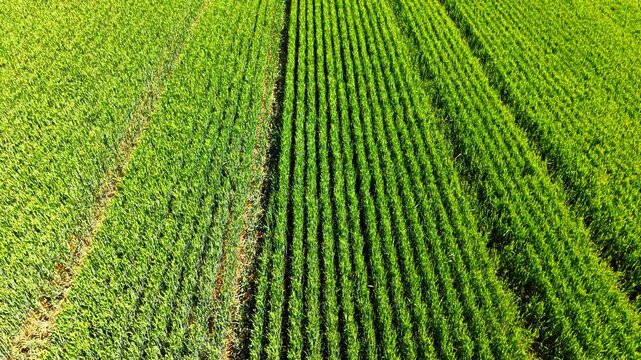 Overhead top down view of green cultivated crop rows. Straight down abstract aerial view of vibrant green agricultural field rows creating texture.