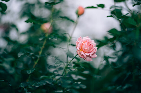雨の日、花びらの水滴が美しいピンクの薔薇の風景