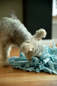 Dog sniffing snuffle matt