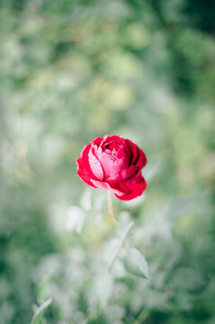雨に打たれ、花びらの水滴が美しい深紅の薔薇