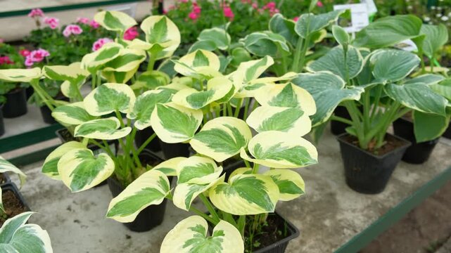 Variegated hosta plants on shelf retail, garden center greenhouse display with cream edged green leaves. Potted hostas. Garden center showcases variegated hosta plants. Nursery plants for hedge decor