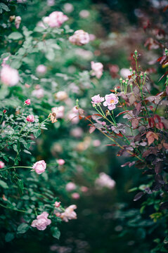 雨の日、花びらの水滴が美しいピンクの薔薇の風景