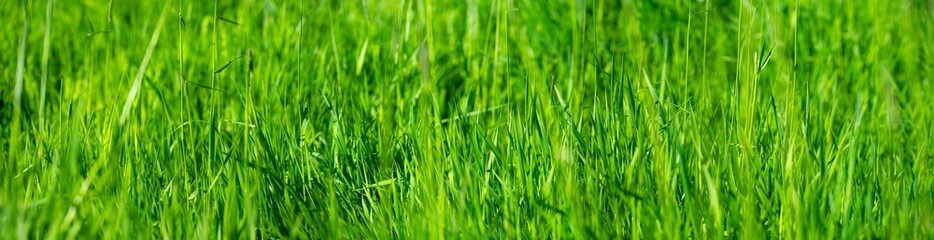 Fototapeta premium Fresh green grass in a pasture in the spring, before the first mowing. A monochrome nature scene featuring curved blades of grass bathed in spring sunlight in May. Wide angle panorama banner.