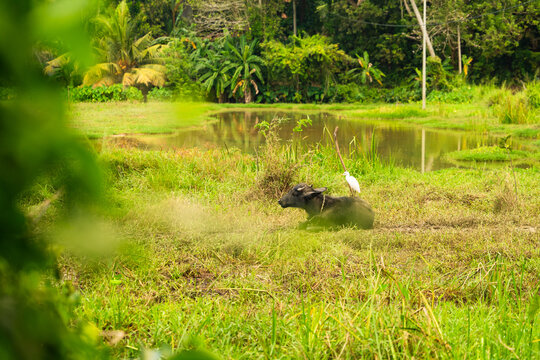 View of a water buffalo resting in a grassy field with a white egret on its back near a pond and tropical vegetation in Mirissa, Southern Province, Sri Lanka.