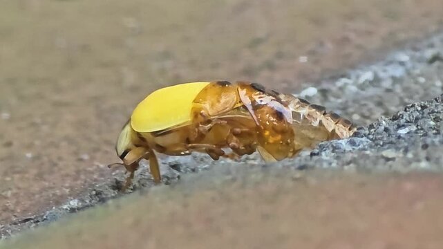 4K Macro Shot of a Ladybug Emerging from its Pupa, Metamorphosis Process #003