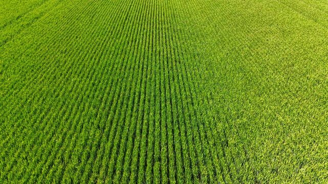 Pattern of parallel young green cereal crop rows. High angle full frame texture of straight vertical rows of young green wheat field in sunlight.