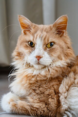 Naklejka premium A tan Norwegian Forest Cat resting at home.