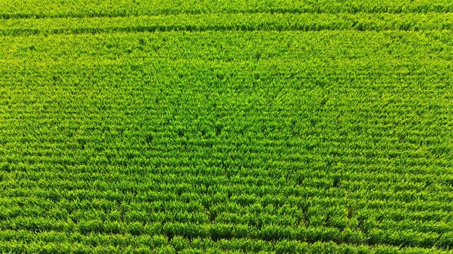 Overhead texture of young green cereal crop rows. Close-up top down aerial view of parallel rows of vibrant young green wheat growing in farm field.