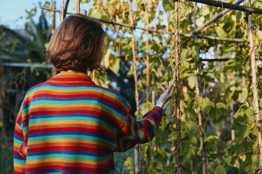 Person in striped sweater seen from back in a garden greenhouse, touching climbing vines and green plants with one hand, inspecting pods for harvest, gardening activity and outdoor care.