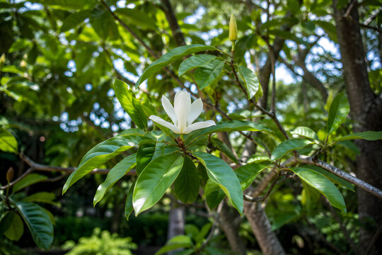 White Champee Magnolia Flower Blooming on Branch with Green Leaves in Tropical Garden &ndash; Michelia Alba Thai Fragrant Flower Nature Concept