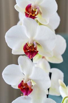 White orchid in bloom at home