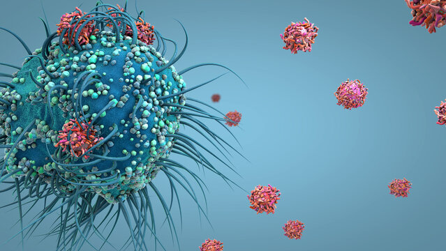 A dendritic cell is a key immune cell that detects viruses, captures their antigens, and helps activate T cells in the human immune system. It can attach to a virus-infected cell 