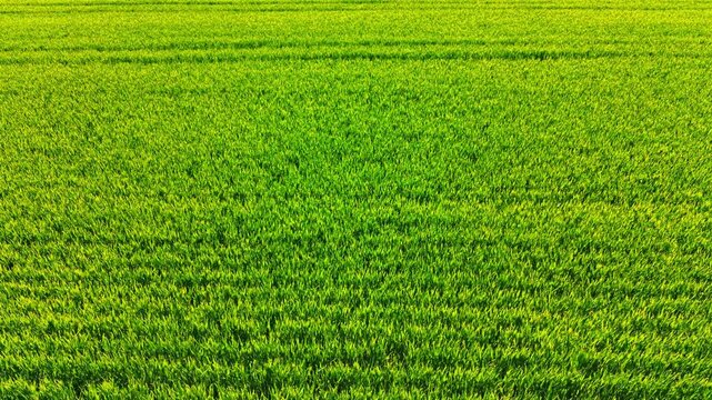 Top view of uniform bright green agricultural crop field background. Direct high angle view of a completely dense and uniform vibrant green cereal crop field under bright sunlight.