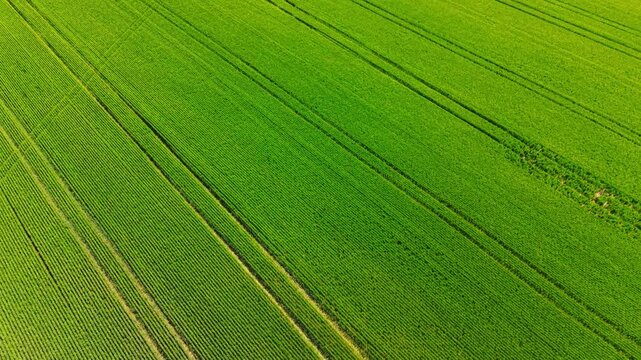 Aerial diagonal perspective of massive green crop fields with tracks. Diagonal high angle drone view of extensive green agricultural land divided by distinct vehicle wheel tracks.