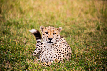 cheetah in SERENGETI NATIONAL PARK © evian