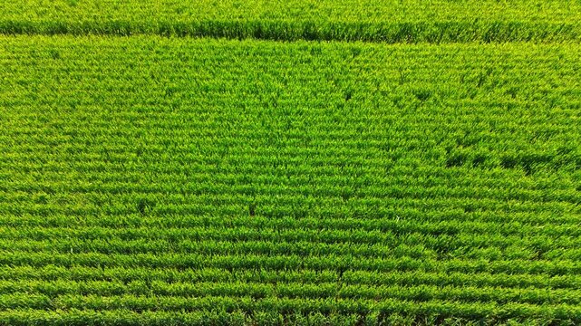 Symmetrical top view of young green crop rows in field. Full frame overhead shot showing continuous parallel lines of young green wheat plants growing in fertile soil.