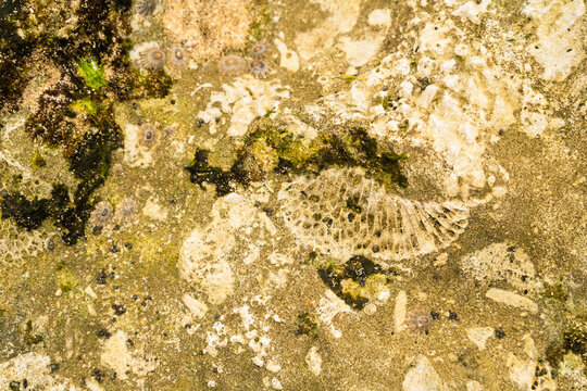 View of fossilized coral and limpets on a rocky shore with green algae and sandy textures in Sri Lanka.