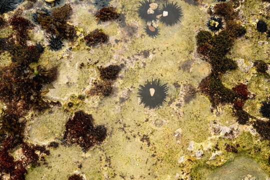 View of black sea urchins and green and brown algae in a shallow tide pool along the coast of Sri Lanka.