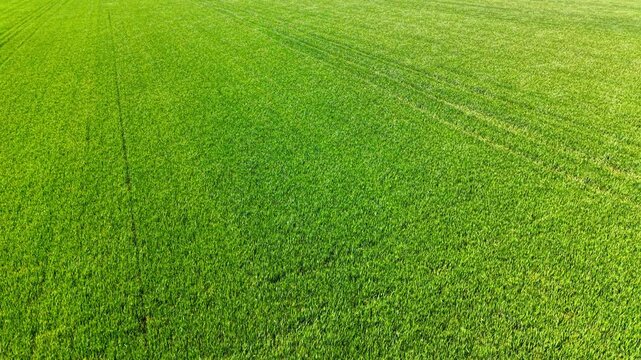 High angle aerial view of vast green field with tramlines. Aerial drone shot of a wide bright green agricultural field with parallel vehicle tracks and large copy space.