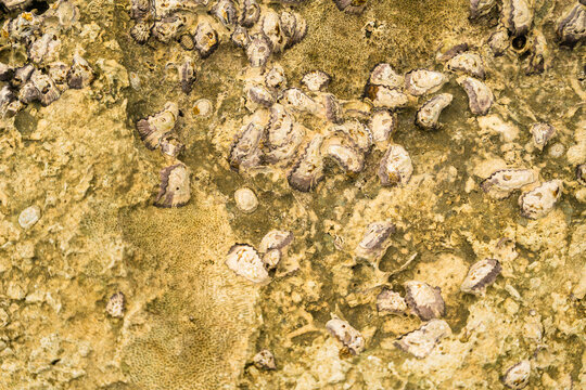 View of small barnacles and shells attached to a rough textured coastal rock surface in Sri Lanka.