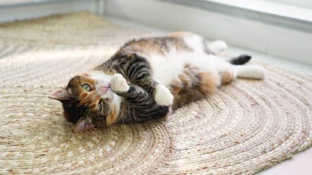 Relaxed calico cat lies on side on natural jute rug grooming by licking paw. Warm sunlight at home. Fluffy feline cat enjoys comfortable place on floor, lazily rest on back showing belly, cooling off