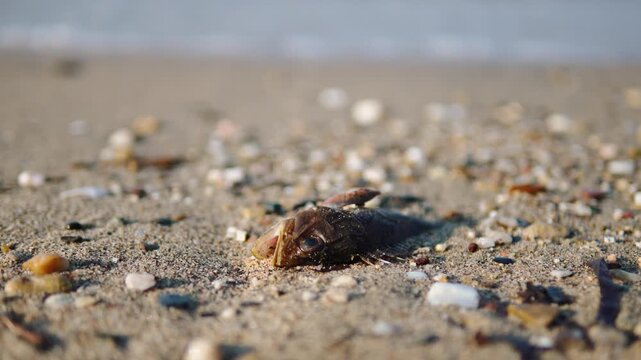Insects on dead fish on seashore. Natural process of decomposition and ecological breakdown of marine organisms in wild nature. Scavenger insects participating in decomposition support nutrient cycle.