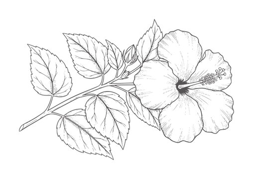 Black and white line of a hibiscus flower and leaves botanical outline