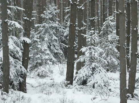 Dichter Nadelwald mit frischer Schneedecke an einem Wintertag