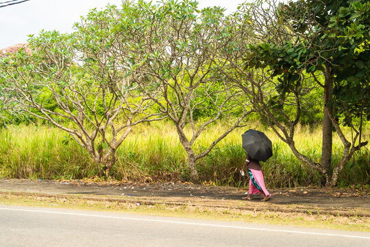 View of a woman walking with a black umbrella along a roadside path lined with frangipani trees and lush green vegetation Koggala, Southern Province, Sri Lanka.