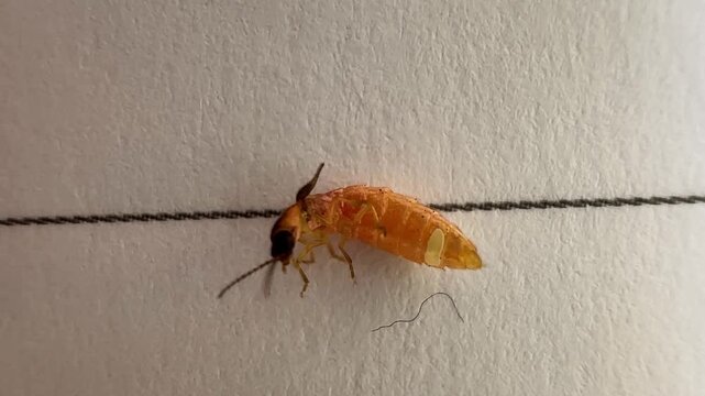Insect move hand leg upside down rolling beetle glowing worm scale female flashing light emitting bioluminescence luciferin biochemical firefly Iran night darkness science nature Hyrcanian forest bug