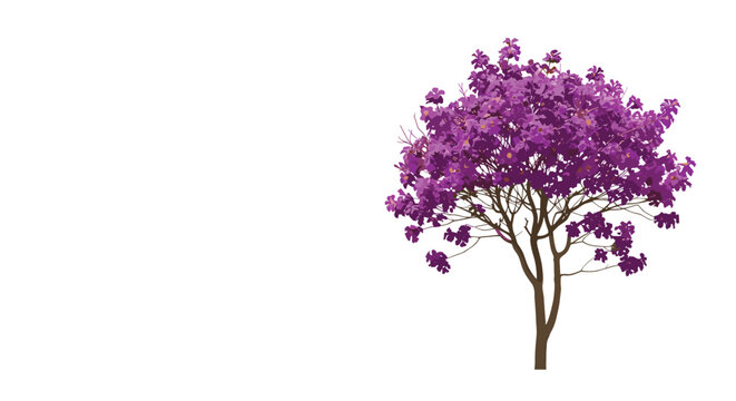 Elegant purple flowering tree positioned on the right side of a wide and blank white horizontal composition for copy space.