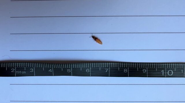 Darkness science and glowing worm in Iran nature landscape female melanin albinism scale insect size tiny small firefly Hyrcanian forest bioluminescence bioluminescent bright bug macro night wildlife
