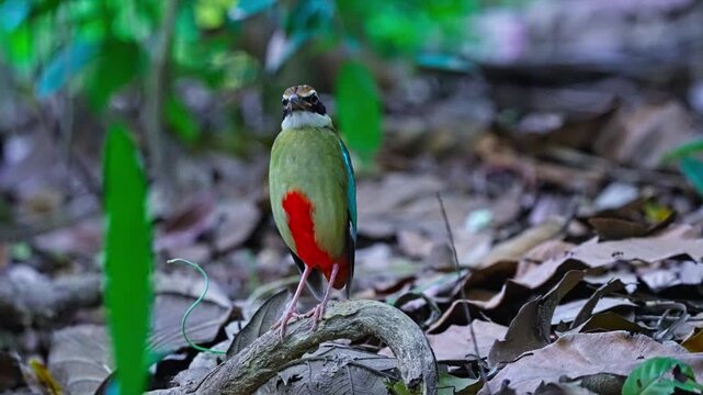 Fairy Pitta Bird With Vibrant Colored Plumage. Close-up Shot