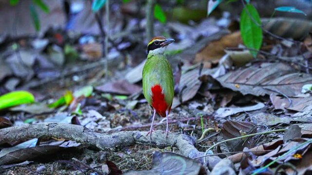 Colorful Passerine Bird - Fairy Pitta (Pitta nympha). Close-up Shot