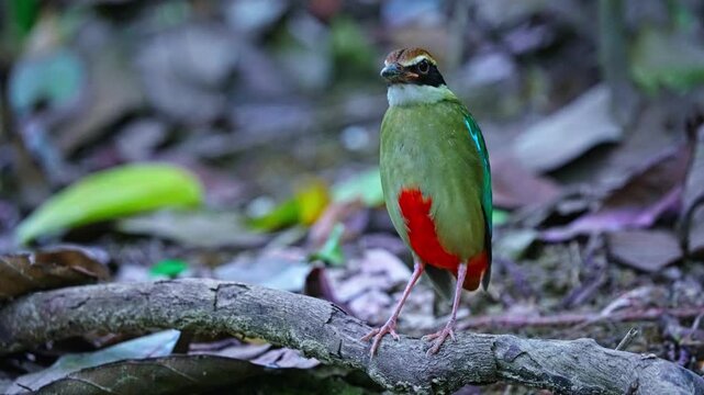 Fairy Pitta - Small And Brightly Colored Species Of Passerine Bird. Close-up Shot