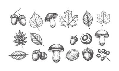 Hand drawn collection of autumn leaves acorns mushrooms and berries © Mehedi