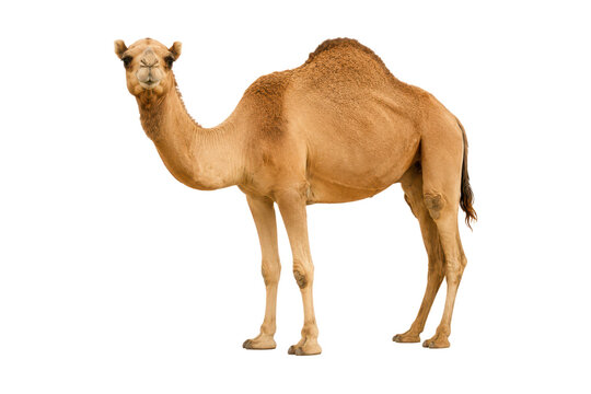 Single hump camel isolated on white background, standing side view desert mammal with natural brown fur, full body Arabian camel for wildlife, transport, travel, safari, and livestock concepts