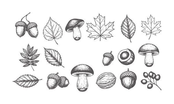 Hand drawn collection of autumn leaves acorns mushrooms and berries