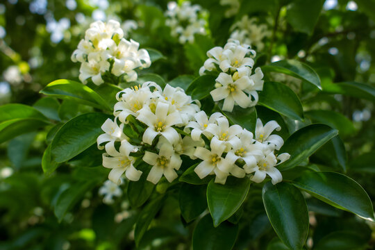 White Murraya Paniculata Orange Jasmine Flowers Blooming in Cluster with Green Leaves &ndash; Fragrant Tropical Ornamental Shrub Nature Concept