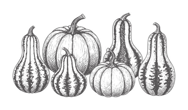 Hand drawn of assorted gourds and pumpkins in a row autumn squash harvest