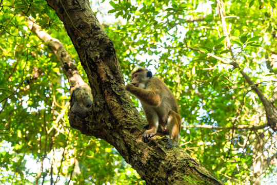 View of a Toque macaque monkey sitting on a thick tree branch surrounded by dense green tropical foliage at Jungle Beach Unawatuna, Southern Province, Sri Lanka.