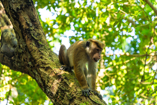 View of a toque macaque monkey perched on a tree branch surrounded by lush green foliage at Jungle Beach Unawatuna, Southern Province, Sri Lanka.