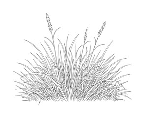 Fototapeta premium Line of a clump of tall grass with seed heads