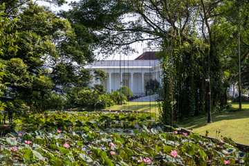Obraz premium Scenic lotus pond with blooming pink flowers and green lily pads overlooking Bogor Palace and a vast lawn at Bogor Botanical Gardens.