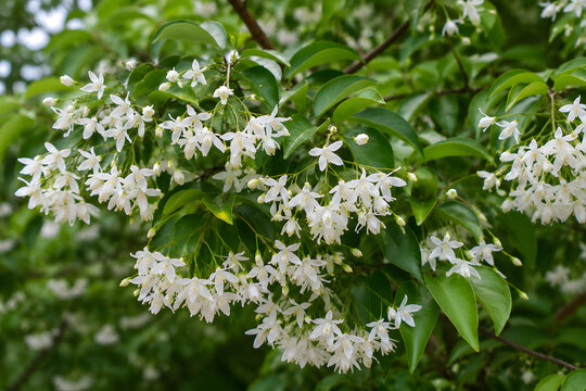 Wrightia Religiosa Dok Mok White Star Flowers Blooming on Branch with Green Leaves &ndash; Sacred Thai Auspicious Ornamental Tree Nature Concept